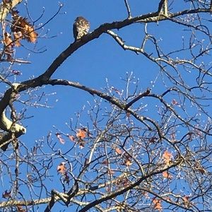 Meet your Posher, Tamrah